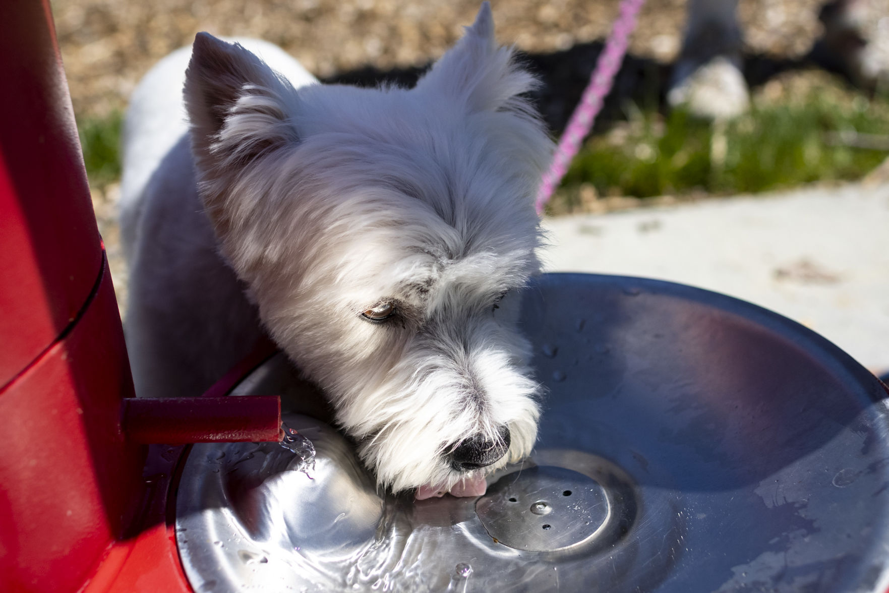 Centennial Dog Park